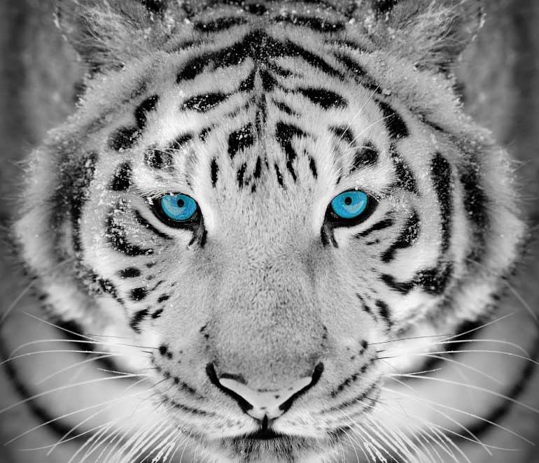 Atempo Data Management Solutions Homepage Atempo